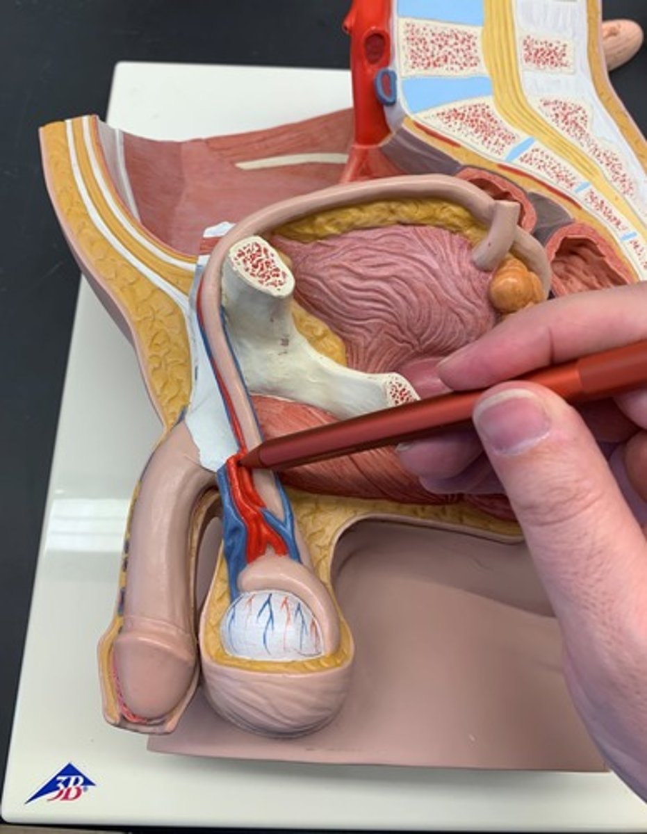 <p>branch of the abdominal aorta</p>