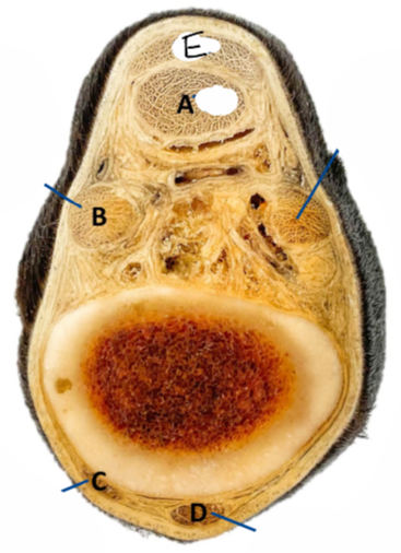 <p>Nomme les structures </p>