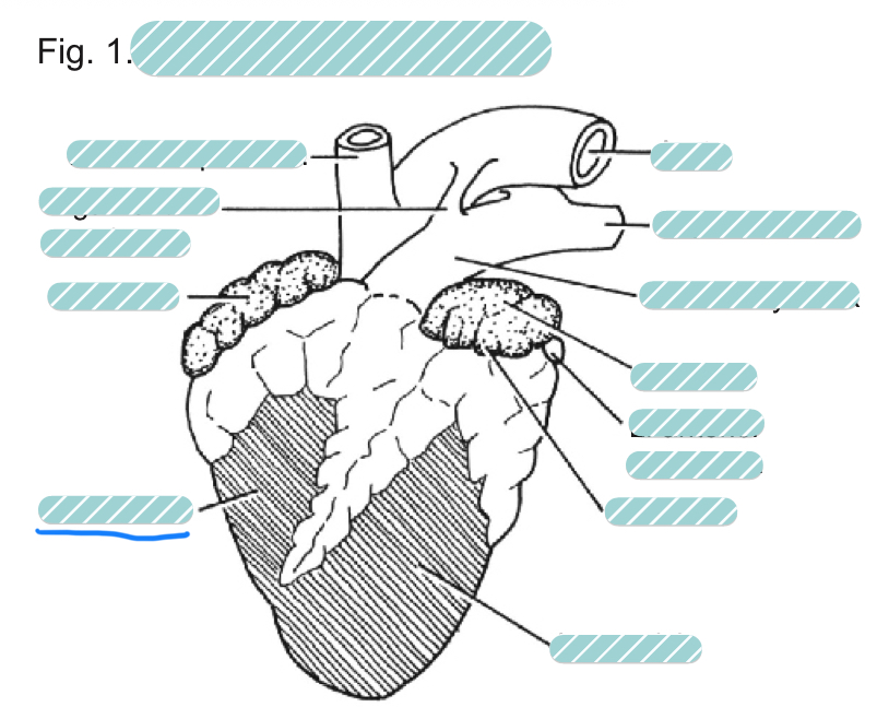 <p>What is the underlined label?</p>