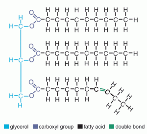 <p>glycerol and fatty acids.</p><p>the chain on the bottom would be monounsaturated, because it’s bent. if it had multiple bends, it would be polyunsaturated.</p><p>also unsaturated fats are better for you, because saturated fats stack up and block your arteries</p>