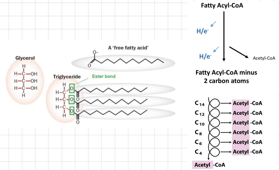 <h3><span class="heading-content"><u><strong>Fatty Acids (FA)</strong></u></span></h3><ul><li><p>Nearly all C atoms are fully reduced</p></li><li><p>Stored as <strong>Triglyceride</strong></p></li><li><p>Hydrophobic</p></li><li><p>Very energy dense</p></li><li><p>Huge store</p></li><li><p>Can’t be used by brain</p></li></ul><h3><span class="heading-content"><u><strong>ß-Oxidation</strong></u></span></h3><ul><li><p><strong>2 C atoms</strong> are removed in the form of <strong>acetyl-CoA</strong> at the carbonyl terminal</p></li><li><p>FAs trapped in the cytoplasm as <strong>Fatty Acyl-CoA</strong></p></li><li><p>Transported into mitochondria by H/e- carrier: <strong>Carnitine</strong></p><blockquote><p>Help transport long-chain FAs into mitochondria to oxidise them to produce ATP.</p></blockquote></li><li><p>H/e- ripped out by <strong>FAD</strong> and <strong>NAD+</strong></p></li><li><p>FA part loses an acetate chunk</p></li><li><p>Cycle repeats</p></li></ul>