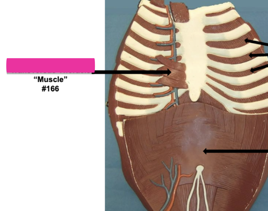 <p>Label muscle #166 </p>