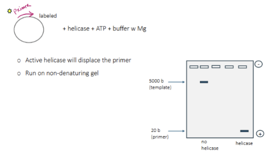 <p>start with a circular ssDNA with a labeled primer, helicase, ATP (for helicase to work) and buffer with Mg. active helicase will displace the primer. Run the sample on non-denaturing gel.  If the helicase does not work, the primer will not move far on the gel as it is attached to a large fragment of DNA. If it did work, it would move farther on the gel.</p>