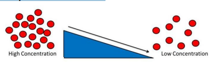 <p>→Cells do not need to expend any energy for diffusion to take place<br>→Is a passive process<br>→Takes place through semi permeable membranes depending on the size of the molecule</p>