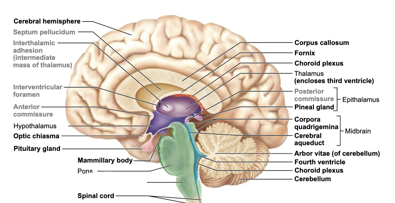 <p>What is this brain regions name and function?</p>