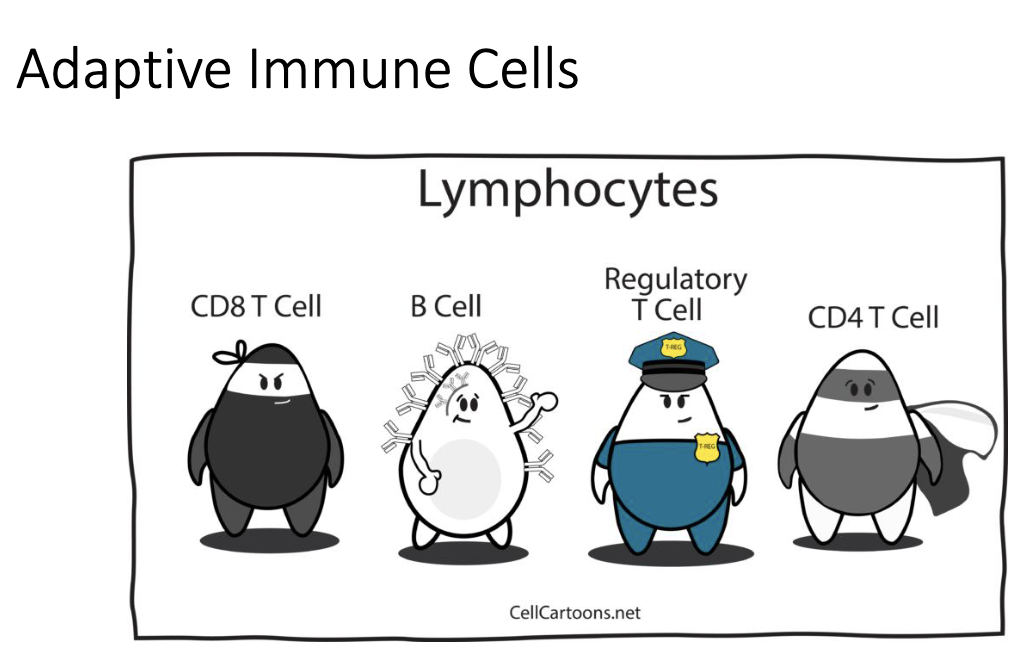 <ul><li><p>Lymphocytes:</p><ul><li><p><strong>CD4+ T cell</strong> (helper)</p></li><li><p><strong>CD8+ T cell</strong> (cytotoxic)</p></li><li><p><strong>B cell</strong></p></li><li><p><strong>Regulatory T cell</strong></p></li></ul></li></ul><p></p>