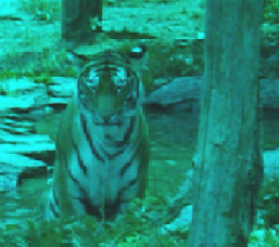 <p>What animal sees like this? </p>
