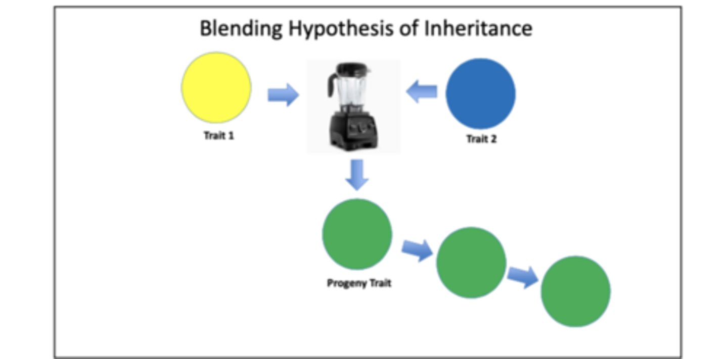 <p>an early, incorrect hypothesis of heredity. According to this view, the seeds that dictate hereditary traits are able to blend together from generation to generation. The blended traits would then be passed to the next generation.</p><p>Mendel disproved this theory by focusing on ONE TRAIT/ CHARATER with two alleles and uses a plant with fast growth. This made his theories more believable and set him apart from his peers.</p>