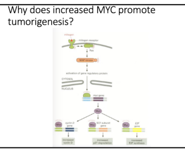 <p>L#16: Increased growth signaling</p><p>Use knowledge of signaling pathways to predict the consequence of dysfunction of particular components.</p>