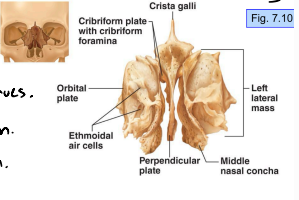 <p>Forms roof of nasal cavity and floor of anterior cranial fossa. Tiny holes (olfactory foramina) allow passage of olfactory nerves.</p><p>Ethmoid bone.</p>
