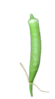 <p>What is its physiological maturity and commercial maturity?</p>