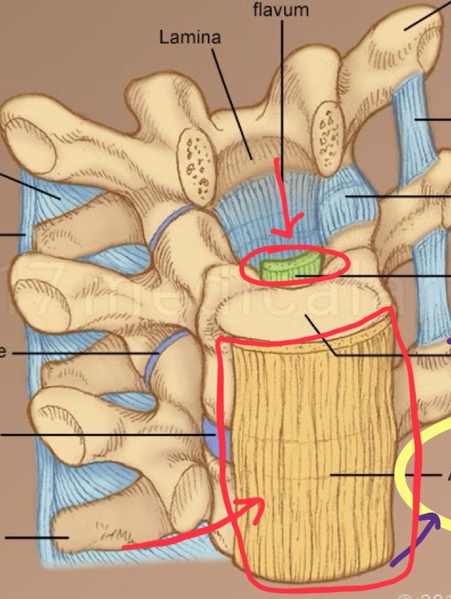 <p>Run the entire length of the spinal column. The ALL attaches to the front of the vertebral bodies and the PLL to the back. These ligament strength strengthen the disc to help prevent herniation.</p>