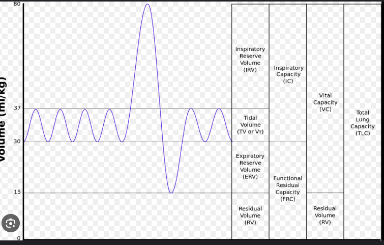 <ul><li><p>Pulmonary ventilation </p><ul><li><p>how much air we take in per min </p></li></ul></li><li><p>tidal volume </p><ul><li><p>volume of one regular breath </p></li></ul></li><li><p>respiratory rate </p></li><li><p>anatomical deadspace </p><ul><li><p>this is the conducting zone of the bronchi because there is not gas exchange that occurs here </p></li><li><p>For every lb you weigh, you have 1ml of deadspace,  i have 190ml </p></li></ul></li><li><p>alveolar ventilation </p><ul><li><p>Va = Ve - Vd</p></li></ul></li></ul><p></p>