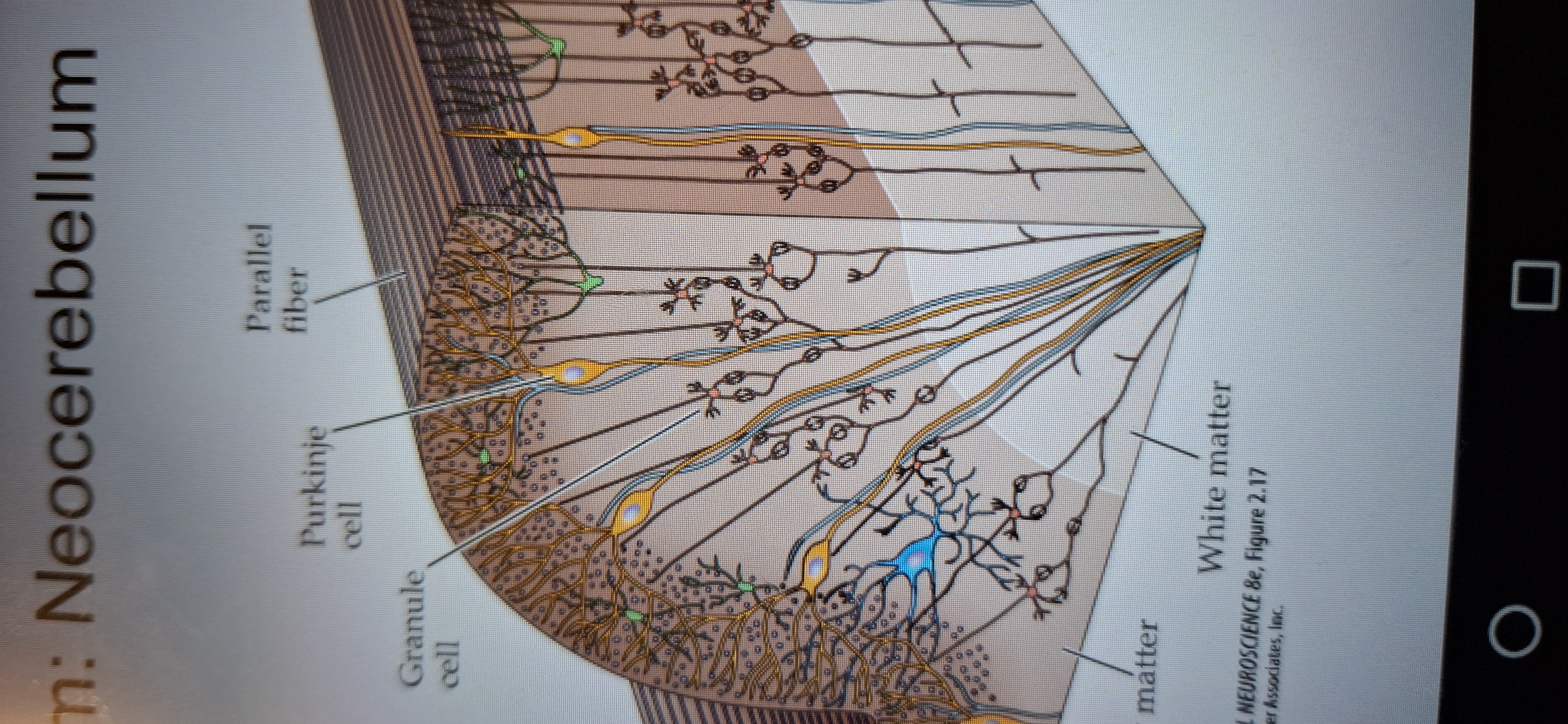 <p>Purkinje cell, granule cell, and parallel fibres.</p>