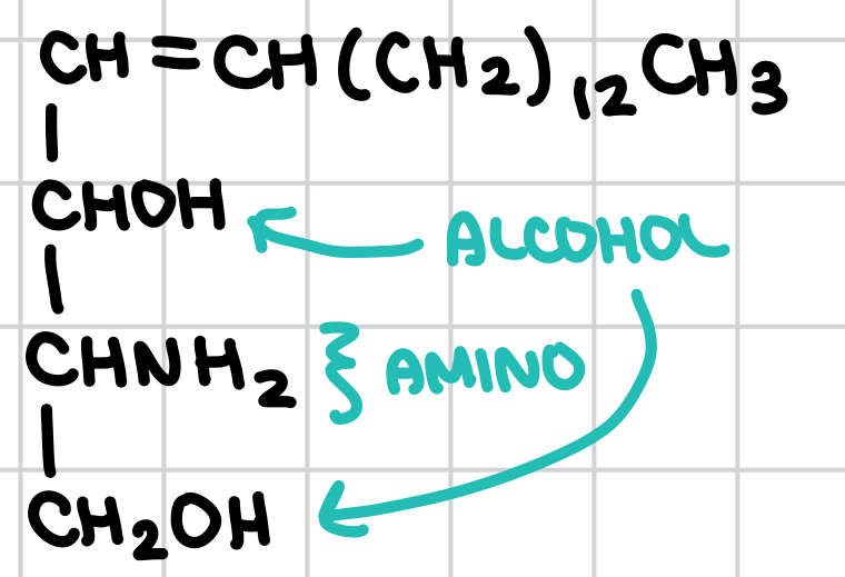 <p>What is this molecule? </p>