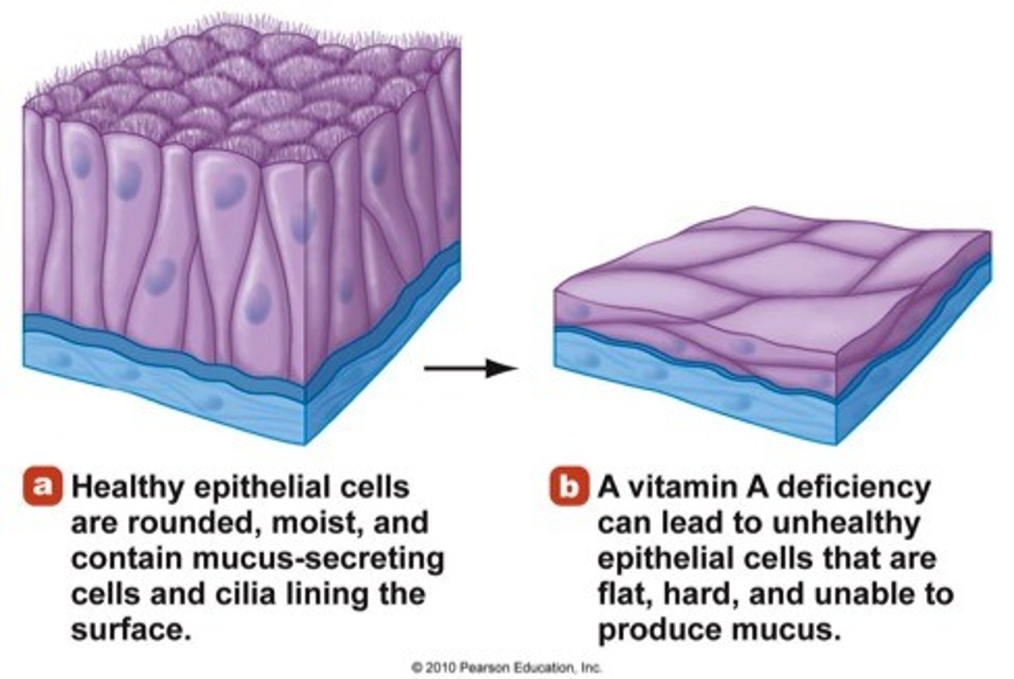 <p>1) Antioxidant; donates H to free radicals to protect PUFA in plasma membranes</p><p>2) Immune system</p><p>3) Inflammation & platelets</p><p>4) Decrease clotting / thin out blood</p>
