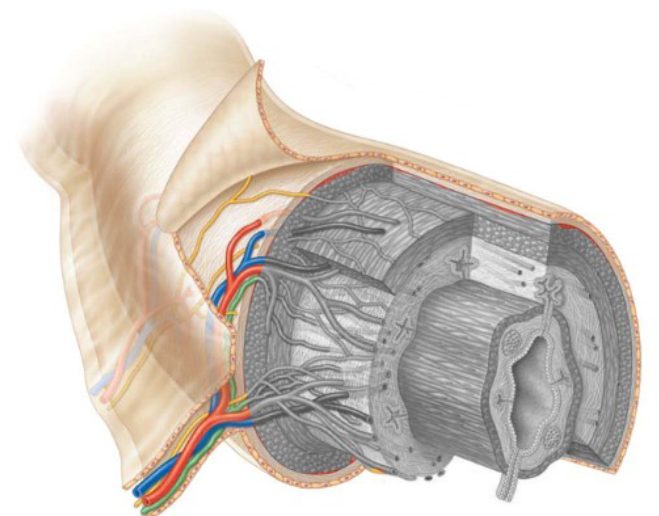 <p><span><span>Consists of a thin connective layer surrounded by visceral peritoneum</span></span></p><p></p>