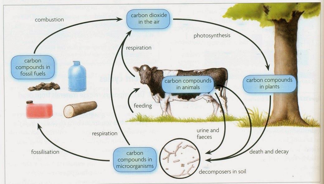 <p><strong>Photosynthesis</strong> <span>→</span> Plants absorb carbon dioxide from atmosphere and use it make their own energy <span>→ </span>storing carbon in their tissues</p><p><strong>Respiration</strong> <span>→</span> Organisms release CO2 back into the atmosphere by breaking down glucose for energy during respiration</p><p><strong>Feeding</strong> <span>→</span> Carbon moves through the food chain as animals eat <span>→ i</span>ncorporating carbon into their own bodies</p><p><strong>Decomposition</strong> <span>→</span> When organisms die <span>→</span> decomposers break down bodies <span>→</span> releasing carbon back into the atmosphere as CO2 or into soil as carbon compounds</p><p><strong>Formation of Fossil Fuels</strong> <span>→</span> Over millions of years, the carbon in dead organic matter can be converted into fossil fuels like coal and oil under the Earth’s surface.</p><p><strong>Combustion</strong> <span>→</span> Burning fossil fuels releases stored carbon back into the atmosphere as CO2 <span>→ </span>completing the cycle.</p><p></p>