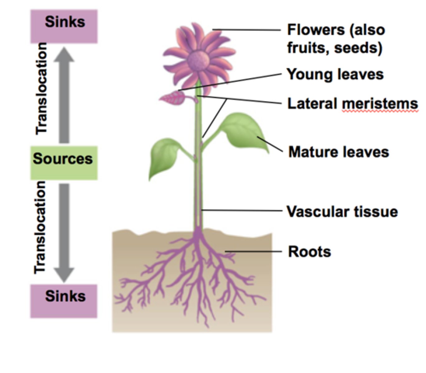 <p>Stems can be sugar sinks (swollen stems)</p><p>roots can be sugar sinks (swollen stems)</p><p>Mature leaves are sugar sources</p>