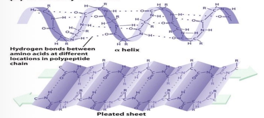 <p>folding pattern</p><ul><li><p>alpha helices</p></li><li><p>beta sheets</p></li><li><p>electrostatic attractions</p></li><li><p>hydrogen bonds</p></li></ul>