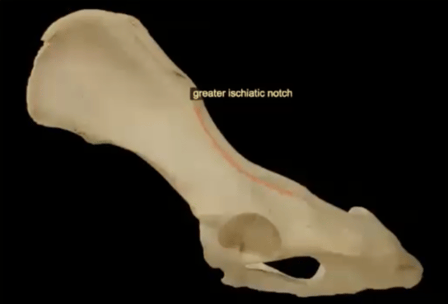 <p>long notch running along the caudal border of the ilium</p>