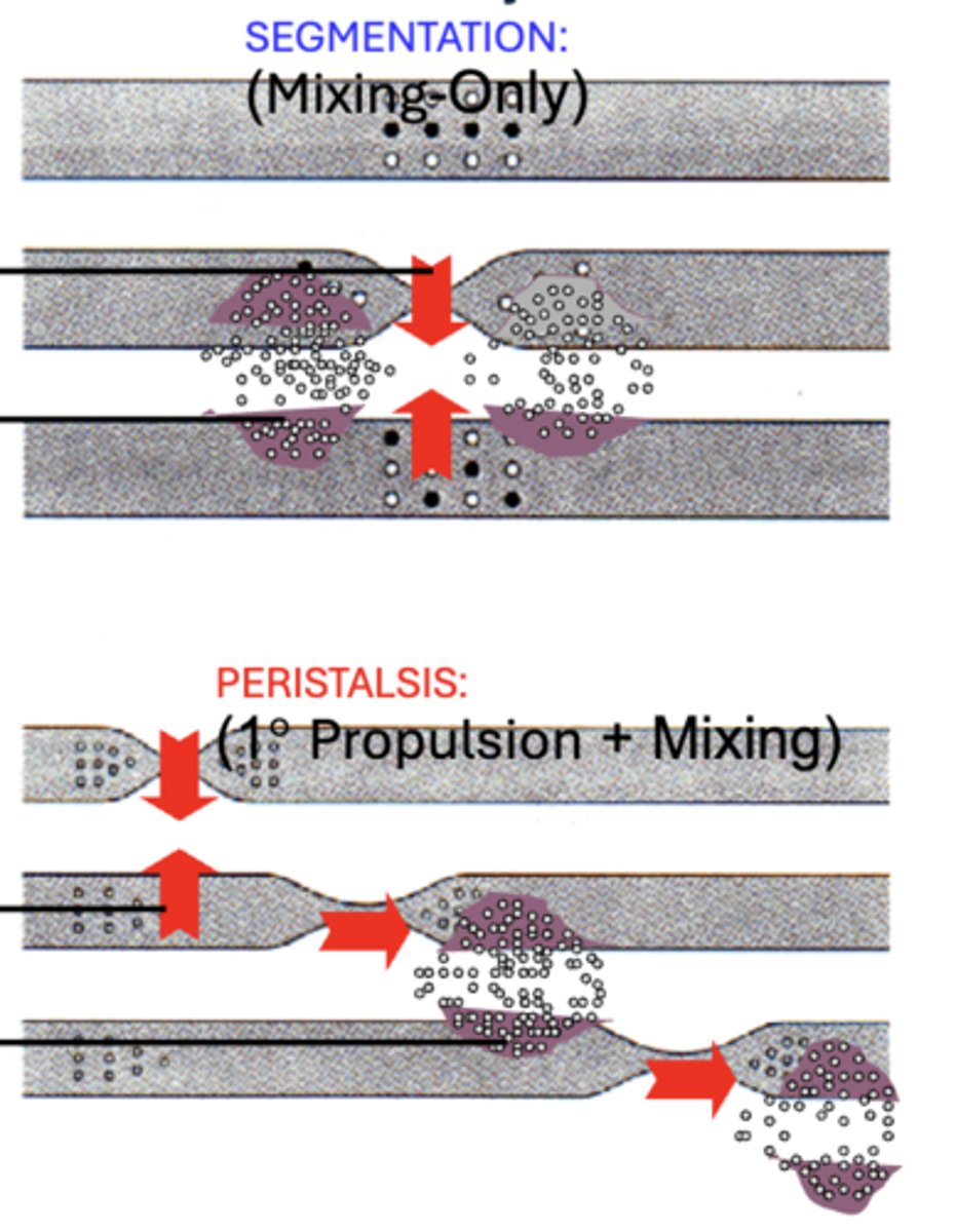 <p>SEGMENTATION: (Mixing-Only)</p><p>- Focal Contraction of Circular Layer</p><p>- Bilaterally:</p><p>• Long. Layer Contraction</p><p>• Circ. Layer Relaxation</p><p>PERISTALSIS: (1° Propulsion + Mixing)</p><p>- Spreading Contractile Wave of Circular Layer</p><p>- Aborad to Bolus:</p><p>• Long. Layer Contraction</p><p>• Circ. Layer Relaxation</p>