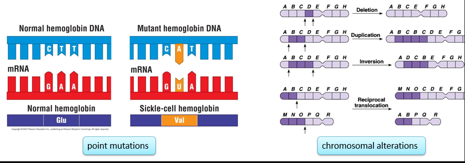<p>-from <strong>mutations </strong>in DNA</p><p>-in cells that ultimately make gametes</p><p>-ex: point mutations and chromosomal alternations</p>