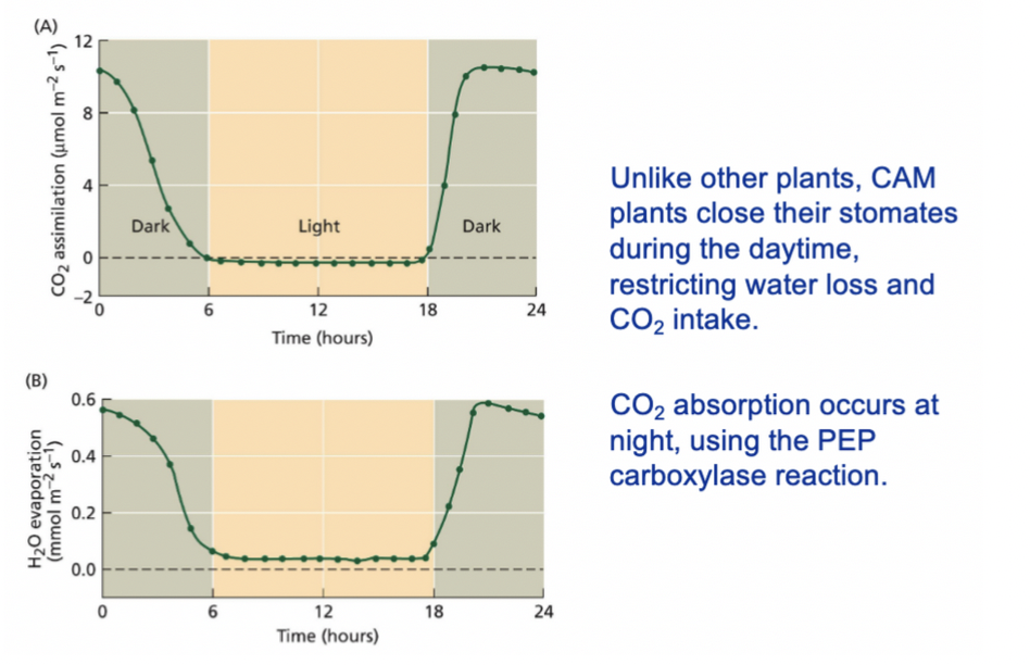 **CAM Plants Absorb CO2 at Night**