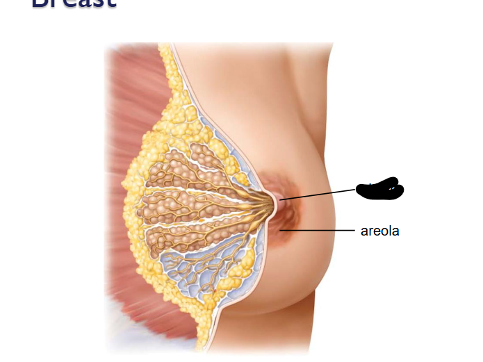 <p>(Female Reprod Structures) What is this within the Breasts</p>