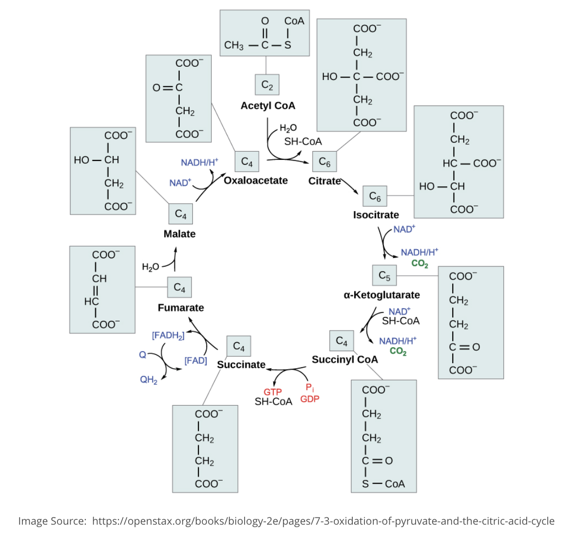 <p><span><span>Which of the following correctly describes the flow of energy in the citric acid cycle?</span></span></p>