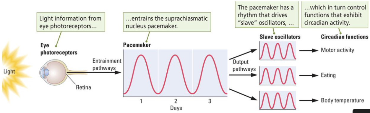 <p>SCN pacemaker drives a number of ______, each of which <strong>controls the rhythmic occurrence of one behavior</strong>.</p>