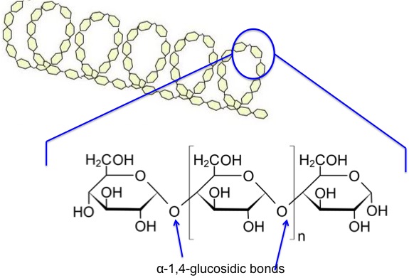 <p>The amylose molecule twists into a compact helix with hydrogen bonds forming between glucose molecules along the chain. This structure helps make starch a compact molecule </p>