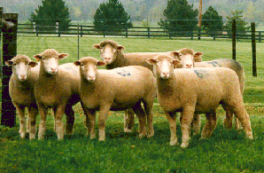 <p>What breed is this?</p>