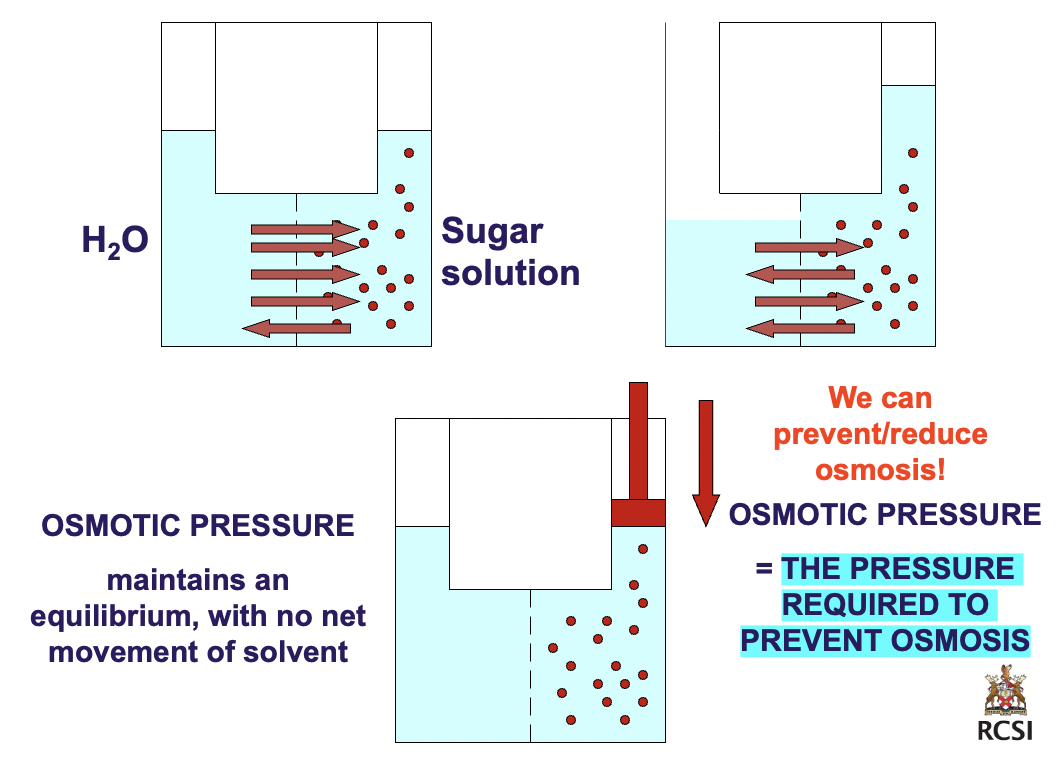 <p>Osmosis is the <em>flow</em> of <em>solvent molecules through a semi-permeable membrane</em> <br />
<em>from a region of lower solute concentration to a region of higher solute concentration</em> </p>
<p>e.g. if pure water and a sugar solution are separated by a semi-permeable membrane, water molecules will flow into the sugar solution at a higher rate than they return.</p>
<p>KEY WORDS EXAM:</p>
<ul>
<li>Semi-permeable membrane</li>
<li>Movement of SOLVENT </li>
<li>Region of lower SOLUTE concentration to region of higher SOLUTE concentration</li>
</ul>
<p>diagram is showing green pressure arrows pushing solvent to region of power pressure</p>
<p>osmotic pressure: THE PRESSURE REQUIRED TO PREVENT OSMOSIS, bc we can prevent/reduce osmosis, maintains an equilibrium with no net movement of solvent. its <em>a measure of concentration</em></p>