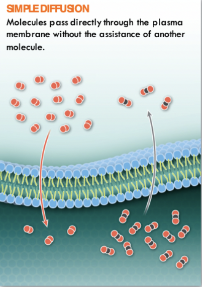 <p>Small molecules that carry no charge can pass directly through the membrane</p>