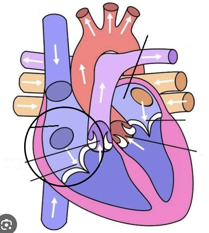 <p>where superior and inferior vena cava flow</p>