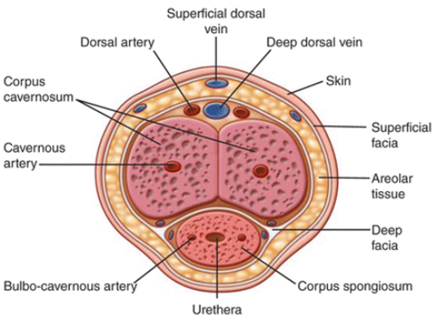 <p>duct through corpus spongiosum</p>