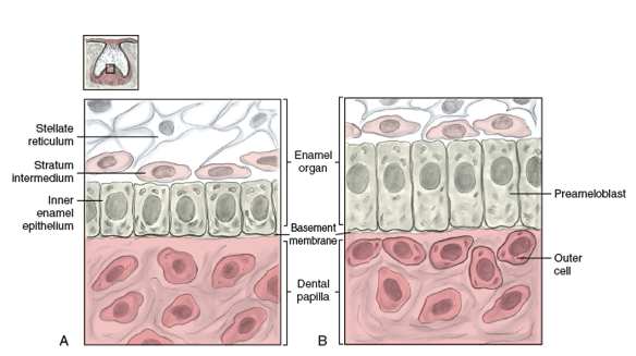 <ul><li><p>after the formation of IEE</p></li><li><p>“baby” or “learning” version of enamel makers</p></li><li><p>innermost cells grow even more columnar as they elongate and differentiate into __</p></li><li><p>The nucleus of each cell moves away from the center of the cell to the position furthest away from the basement membrane during cellular repolarization</p></li><li><p>will induce dental papilla cells to differentiate into dentin-forming cells (odontoblasts) and then will themsleves differentiate into ameloblasts after contacting predentin</p></li></ul><p></p>