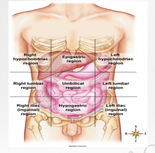 Right hypochondriac region
Right lumbar region
Right iliac region
Epigastric region
Umbilical region
Hypogastric region
Left hypochondriac region
Left lumbar region
Left iliac region