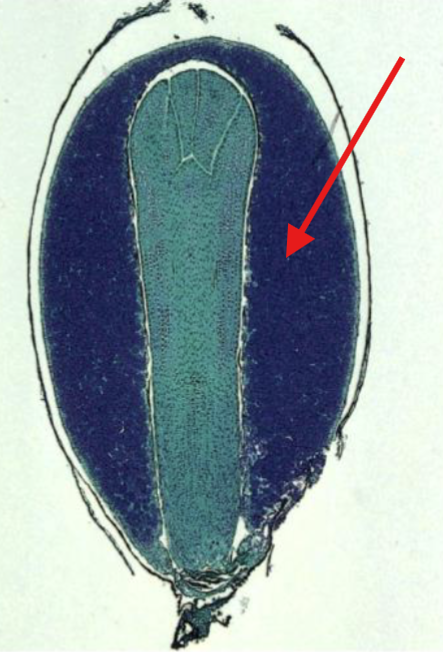 <p>What is being indicated on the Pinus Mature Seed?</p>
