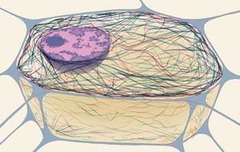 <p>protein fibers that extend throughout the cytoplasm, anchored at the plasma membrane and throughout the cell</p>