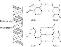 <p>-Information-rich<br><strong>-</strong>It exposes specific hydrogen bond donors and acceptors for protein binding.</p>