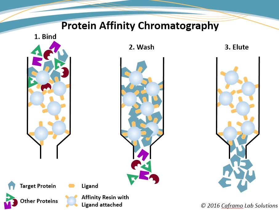 <p>separates proteins by specific binding. Beads have a molecule (e.g., antibody or substrate) that binds only the target protein. Other proteins wash away. Bound protein is then released by pH change or salt</p>