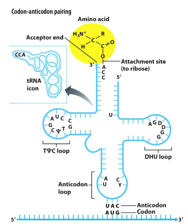 <ul><li><p>Anticodon: hydrogen bonds with the mRNA codon specifying an amino acid</p></li><li><p>3′ (acceptor) end: binds the amino acid</p></li></ul>
