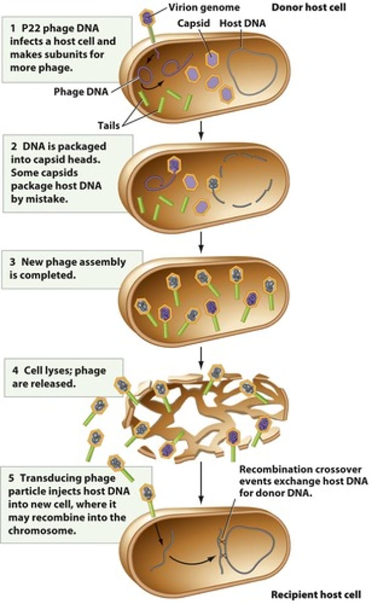 <p>Virus-mediated transfer of DNA from one bacterium to another, involving bacteriophages that can package host DNA.</p>