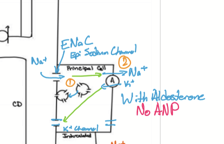 <p>With aldosterone, ENaC is inserted into apical membrane. NKATPase active on basolateral membrane pumps Na from cell into plasma, deriving 3 Na reabsorbed and 2K secreted. It causes an increase in BP, plasma osmolarity, and decrease in plasma K. </p>