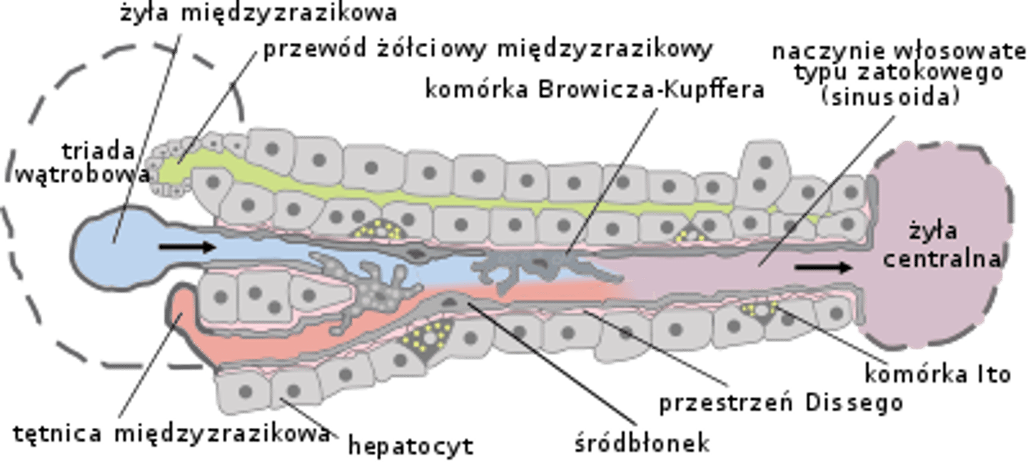 <p>tam sobie płynie przesącz osocza (bogatobiałkowy)</p>