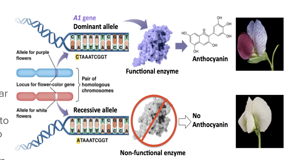 <p><span style="background-color: transparent; font-family: "Proxima Nova", sans-serif;"><span>Only 50% functional protein produced</span></span></p><ul><li><p><span style="background-color: transparent; font-family: "Proxima Nova", sans-serif;"><span>50% may enough to accomplish the cellular function</span></span></p></li><li><p><span style="background-color: transparent; font-family: "Proxima Nova", sans-serif;"><span>The dominant allele may be up-regulated to compensate for the lack of function due to the recessive allele</span></span></p></li></ul><p></p>