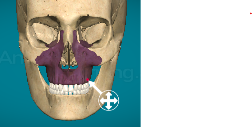 <p>Alveolar area of maxilla (still part of maxilla but it gets it own special name. It is where teeth root into the jaw bone)</p>