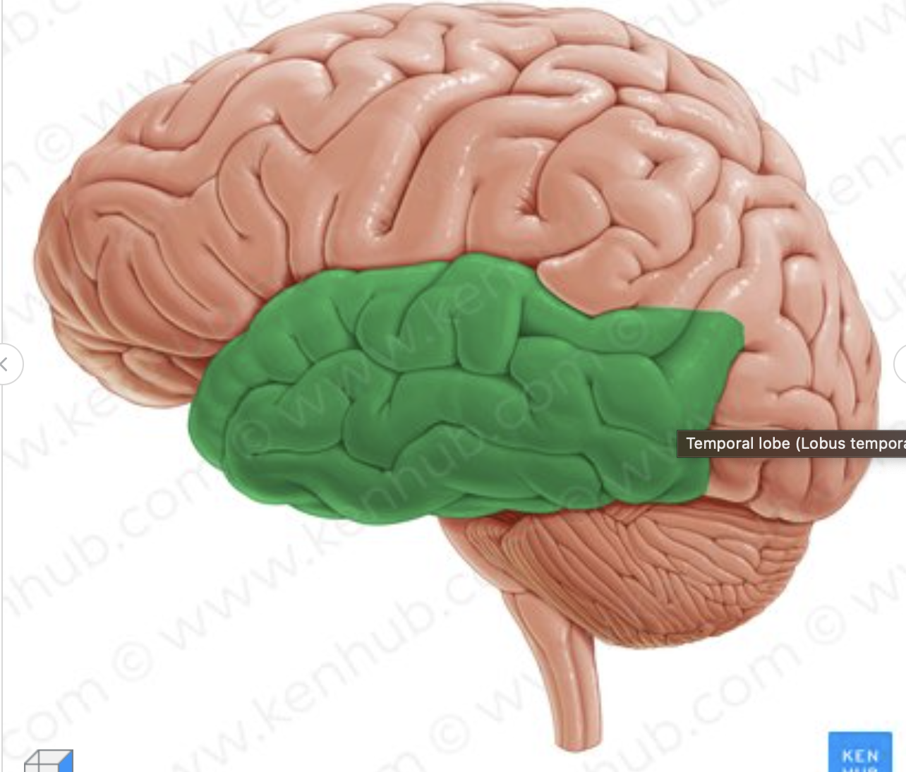 <p>What lobe is in green?</p>